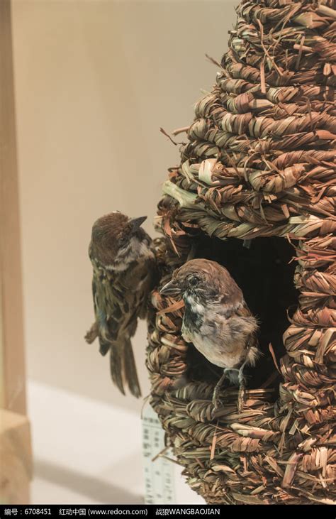 麻雀在家築巢